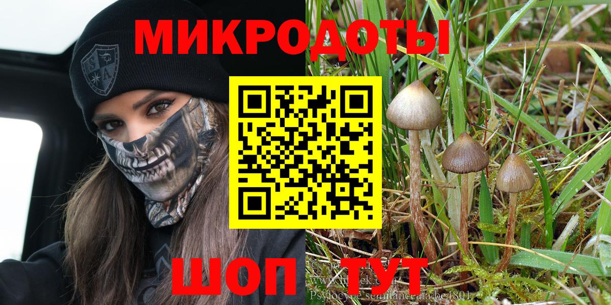 Псилоцибиновые грибы Psilocybe Кстово